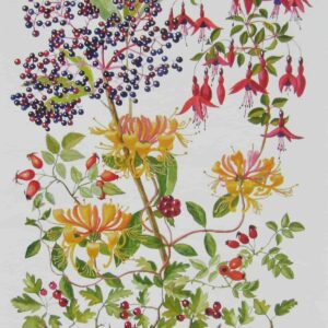 Elder & Honeysuckle Print Closeup