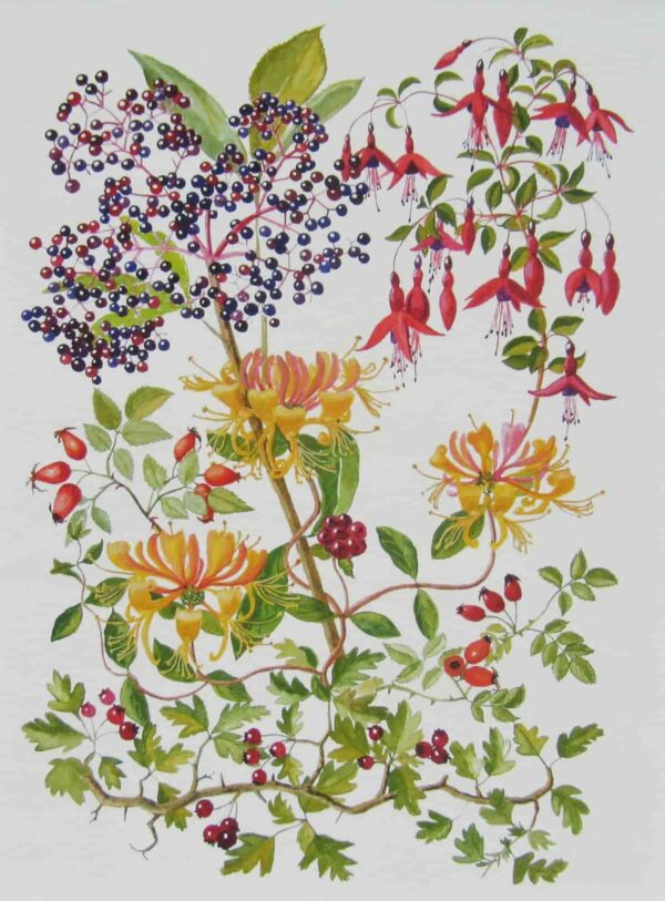 Elder & Honeysuckle Print Closeup