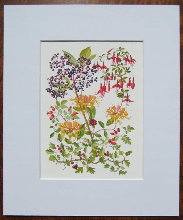 Elder & Honeysuckle Print Mounted