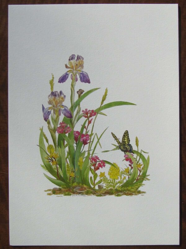 Elder Scented Iris Print