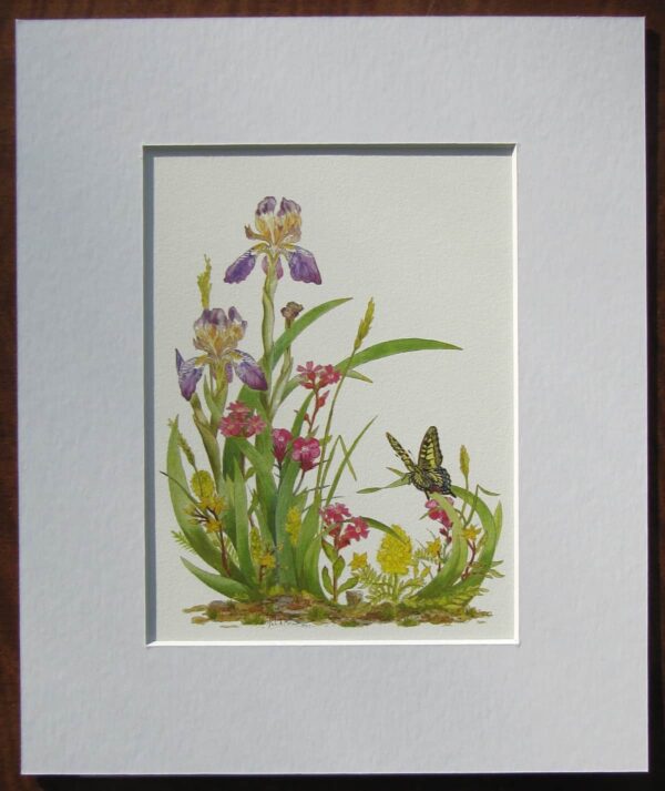 Elder Scented Iris Print Mounted
