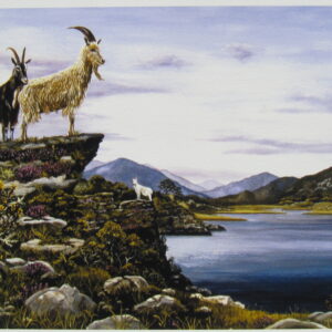 Goats over Killarney Lake Closeup