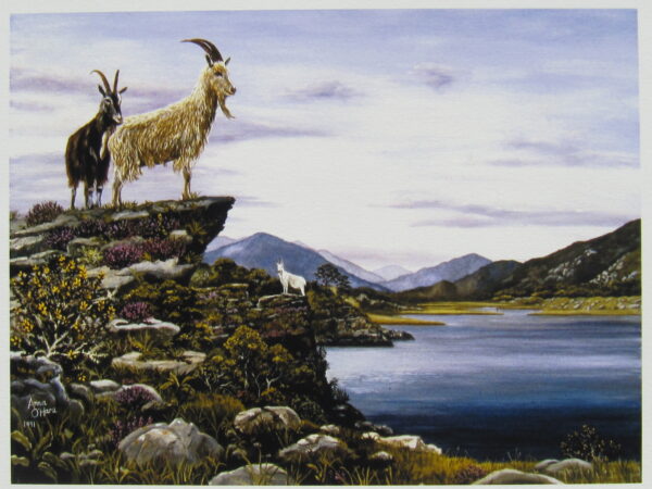 Goats over Killarney Lake Closeup