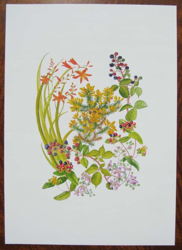 Gorse & Wild Blackberry Print