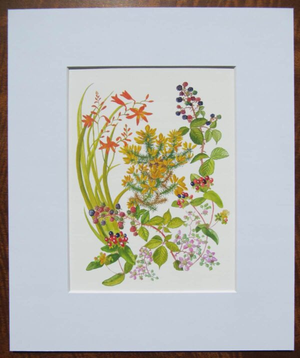 Gorse & Wild Blackberry Print Mounted