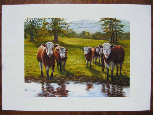 Hereford Cattle in East Cork Print