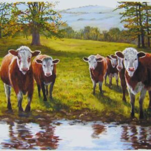 Hereford Cattle in East Cork Print Closeup