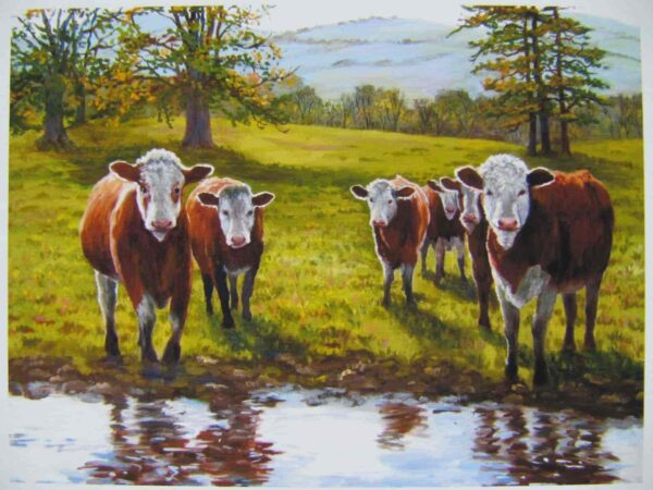 Hereford Cattle in East Cork Print Closeup