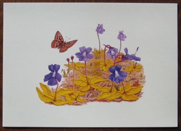 Irish Bogland Flora Print