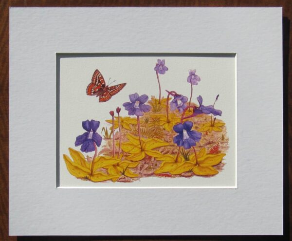 Irish Bogland Flora Print Mounted