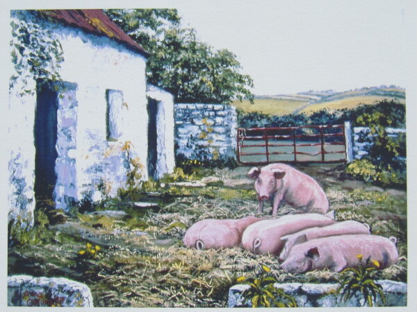 Pigs in the Sunshine Closeup