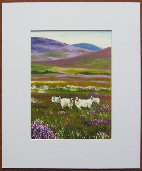 Sheep amongst the Heathers Print Mounted