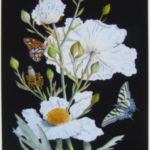 California Tree Poppy Print Closeup