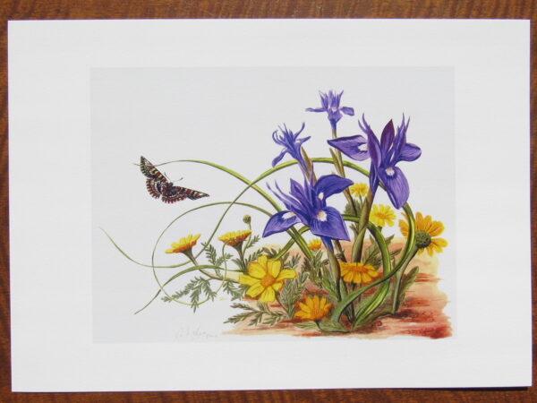 Wild Irises & Corn Marigolds Print