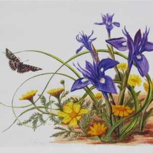 Wild Irises & Corn Marigolds Print Closeup