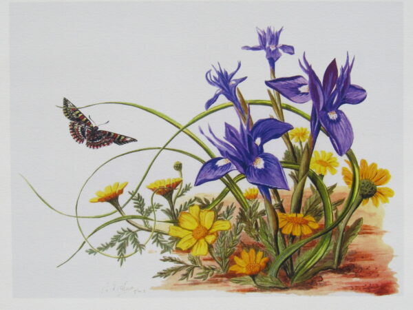 Wild Irises & Corn Marigolds Print Closeup