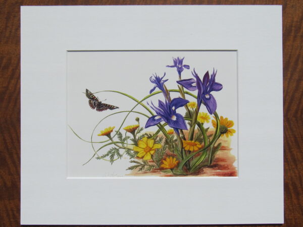 Wild Irises & Corn Marigolds Print Mounted