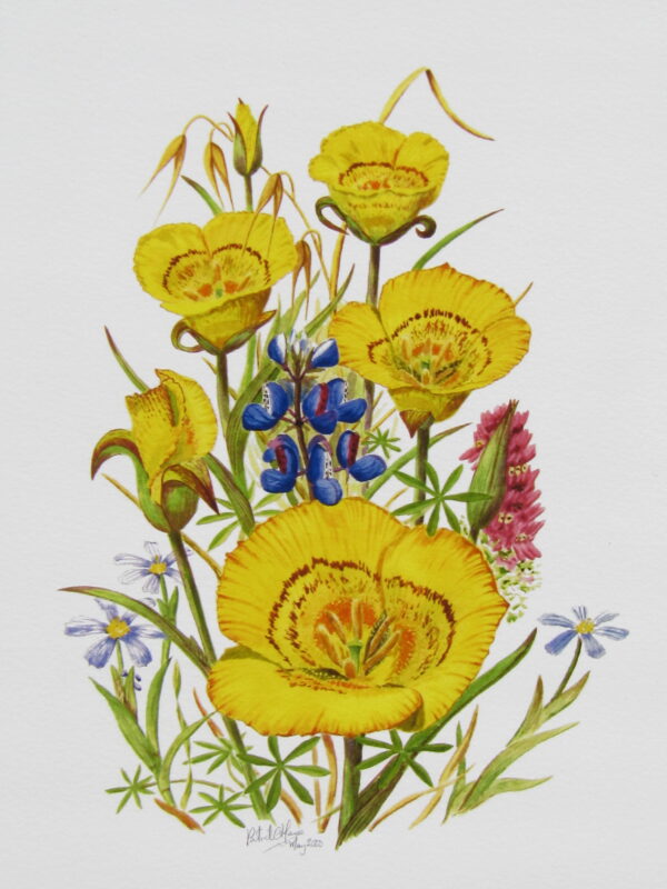 Yellow Mariposa Lilies Print Closeup
