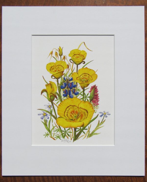 Yellow Mariposa Lilies Print Mounted